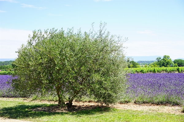 Tree nature plant field Photo