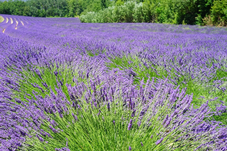 Natur anlage feld wiese
