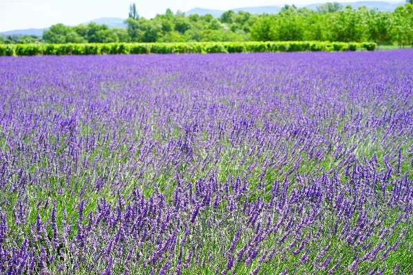 Nature plant field meadow Photo