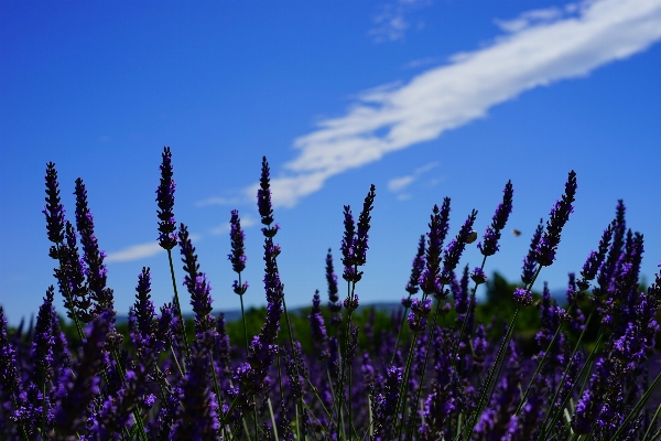 Nature grass plant sky Photo