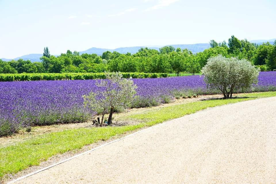 Paesaggio natura erba pianta