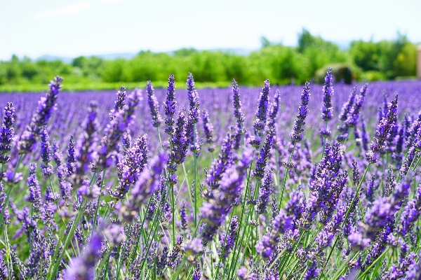 Nature grass plant field Photo