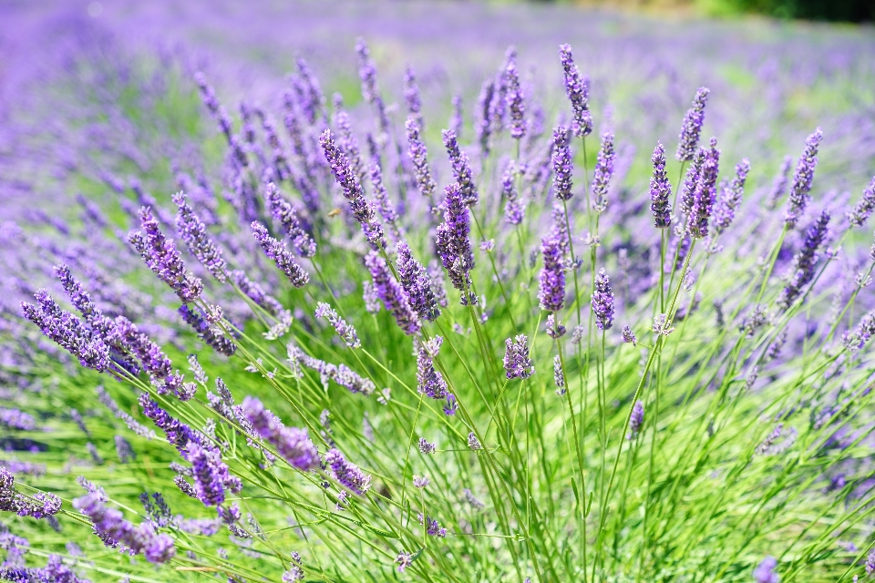 Natura erba pianta campo