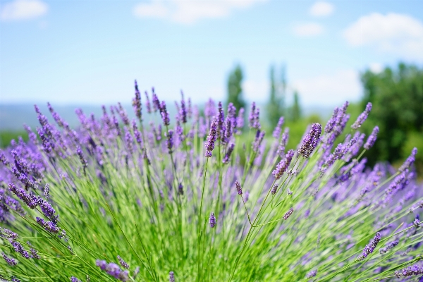 自然 草 植物 分野 写真