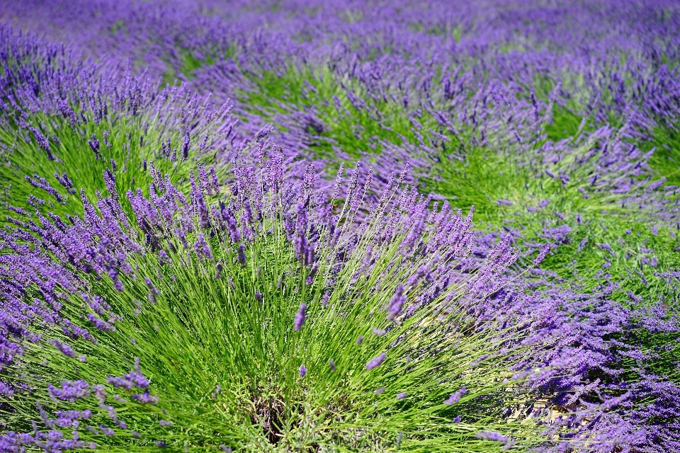 Natura trawa zakład pole