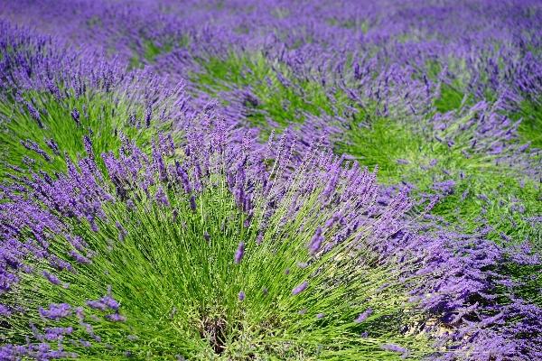 Nature grass plant field Photo