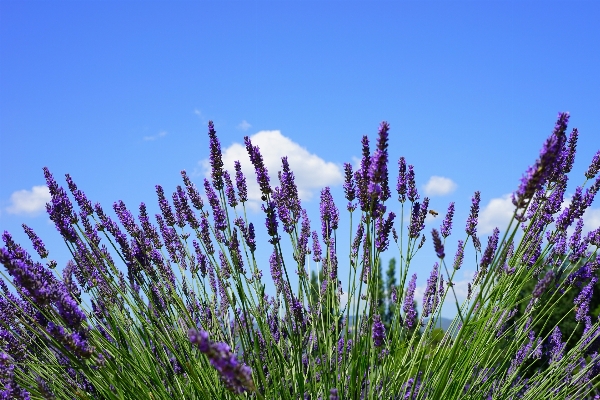 Nature grass plant field Photo