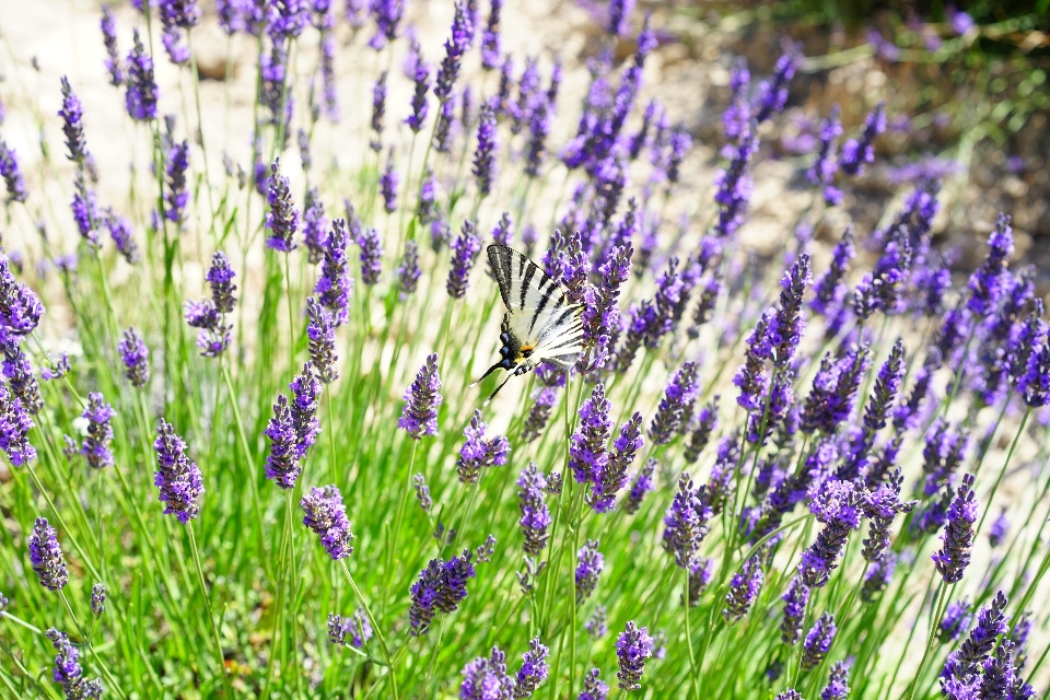 Natura erba pianta campo