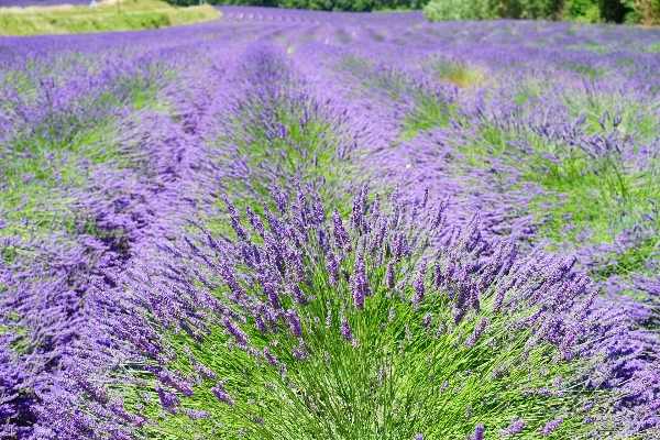 Nature plant field meadow Photo