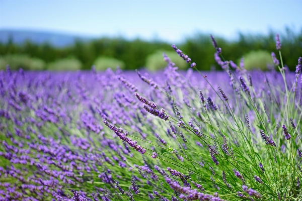 Nature grass plant field Photo