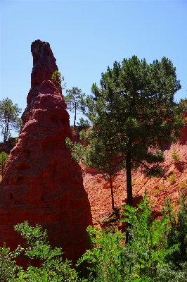 Tree nature rock wilderness Photo