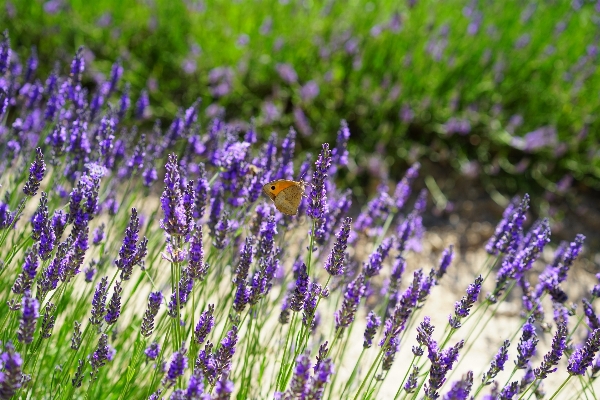 自然 草 植物 分野 写真