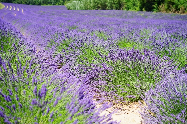 Nature plant field meadow Photo