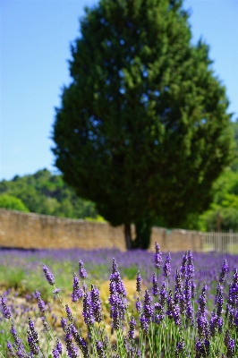 Tree nature grass plant Photo