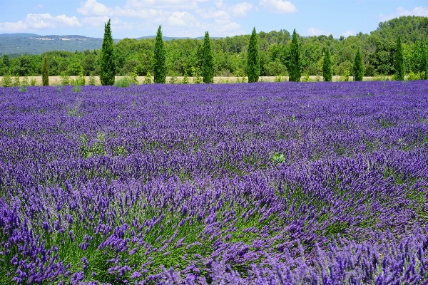 Nature plant field meadow Photo