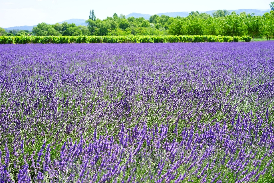 Nature plant field meadow