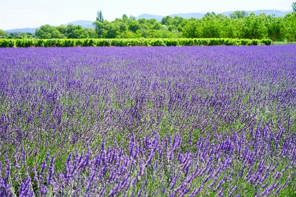 Nature plant field meadow Photo