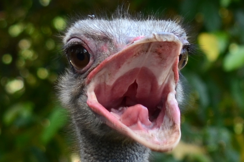 Natur vogel haar bauernhof