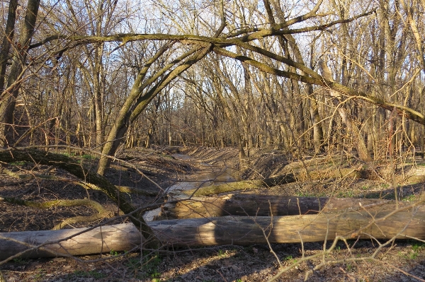 Landscape tree nature forest Photo