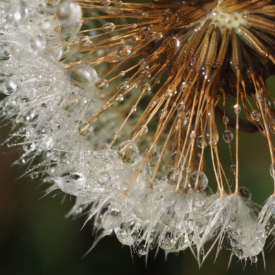 Nature branch drop dew Photo