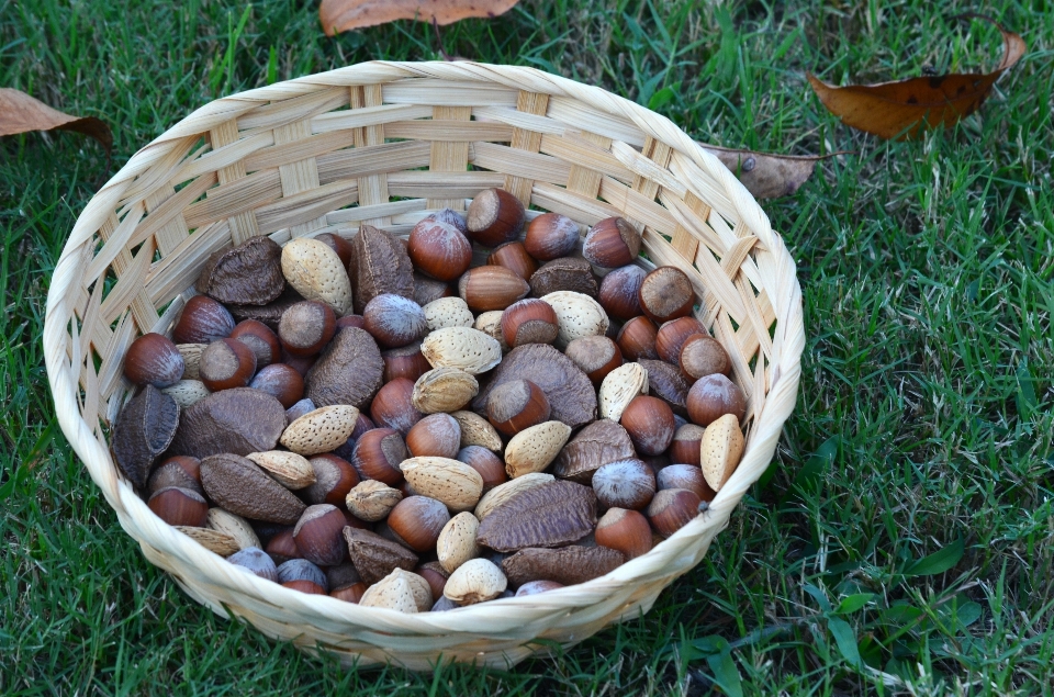 植物 シード 食べ物 生産