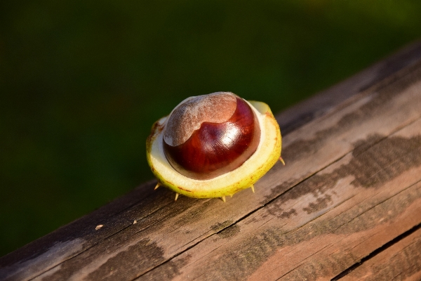 Natur anlage fotografie frucht Foto