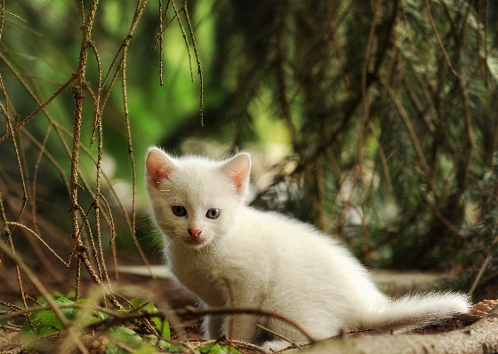 Foto Alam anak kucing mamalia