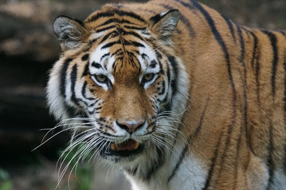 Oglądać dzikiej przyrody ogród zoologiczny portret