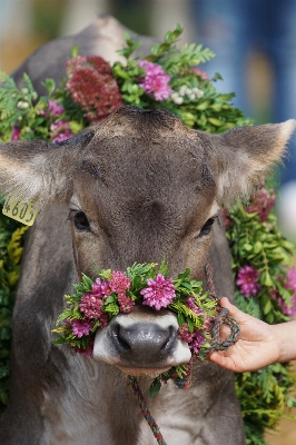 Foto Flor pedra animais selvagens cervo