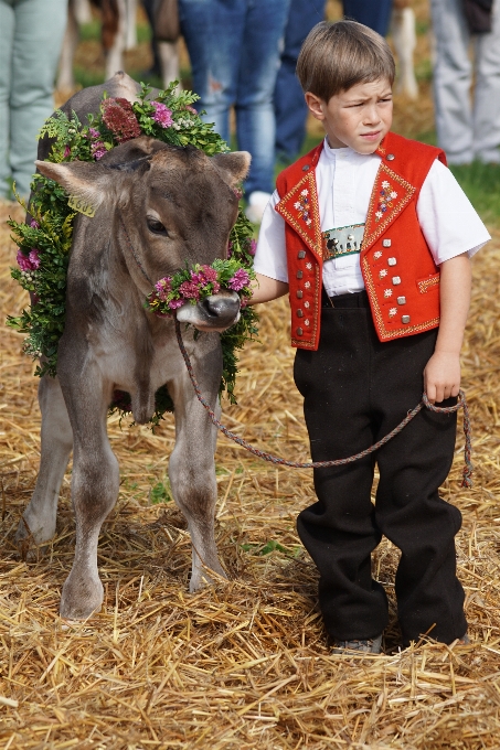 Chico piedra caballo semental