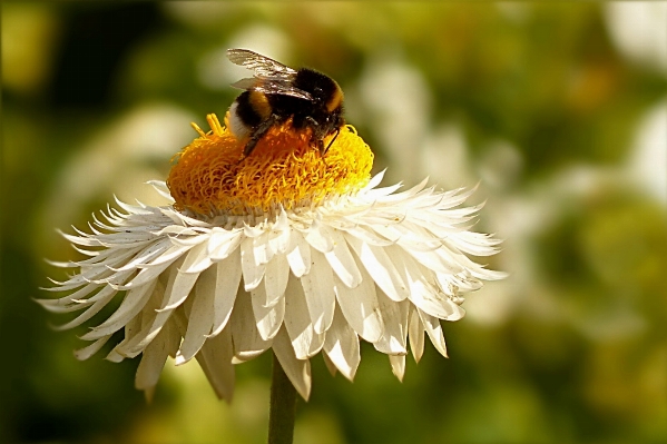 Nature plant photography flower Photo