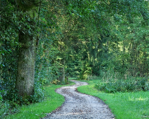 Tree nature forest grass Photo