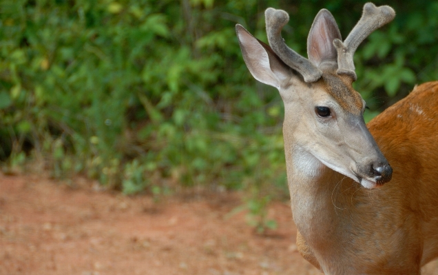 Nature forest game animal Photo