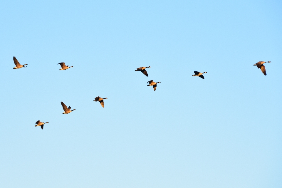 Vogel flügel himmel luft