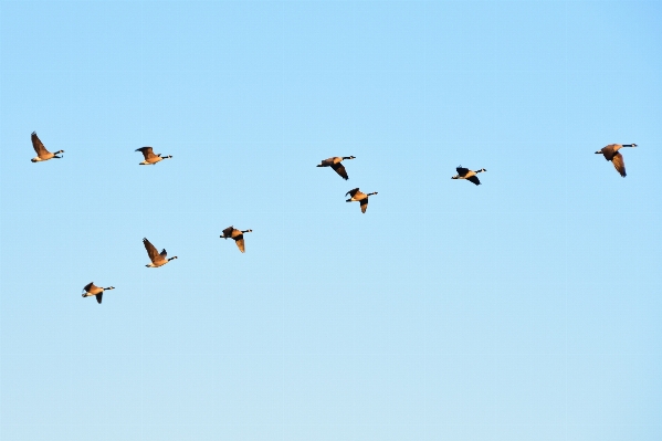 Bird wing sky air Photo