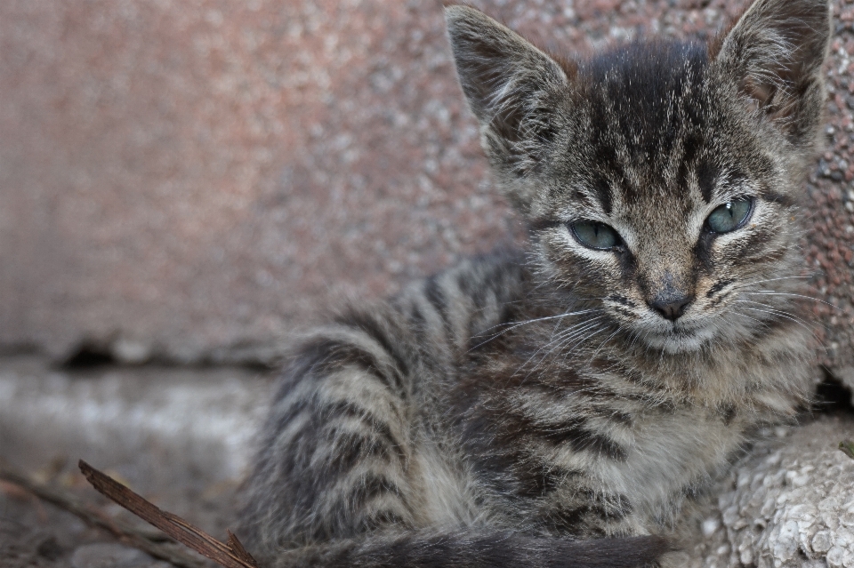 Dulce animal lindo fauna silvestre