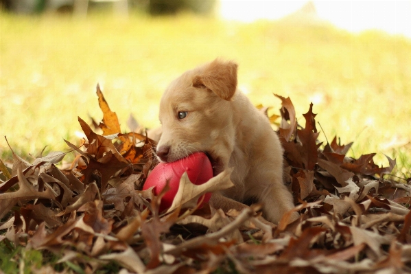 Grass fall mouse puppy Photo