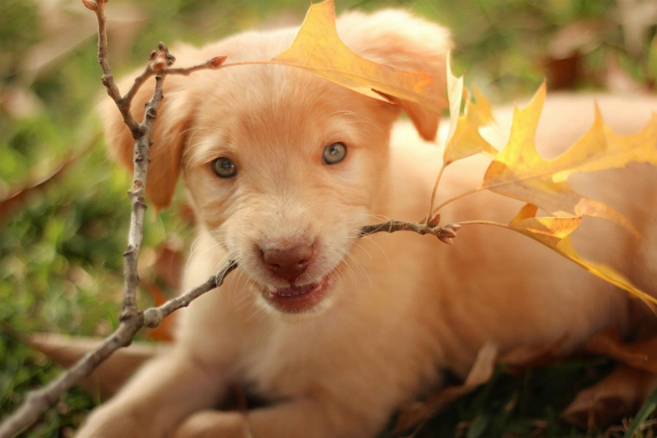 Fall puppy dog cute