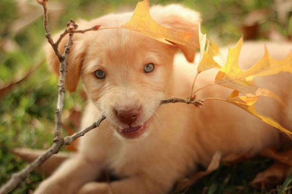 Fall puppy dog cute Photo