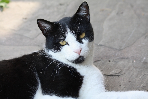 Foto Putih satwa imut-imut peliharaan