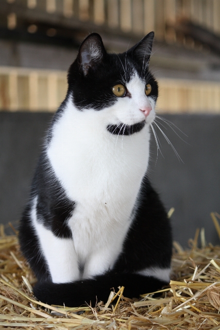 自然 動物 かわいい 愛