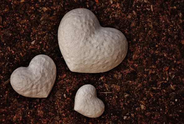 Rock wood white leaf Photo