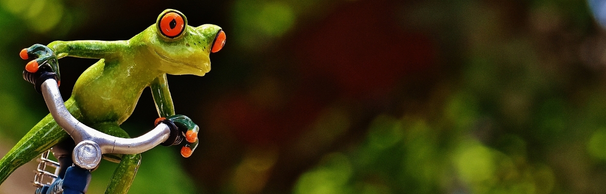 Nature bird sweet flower Photo