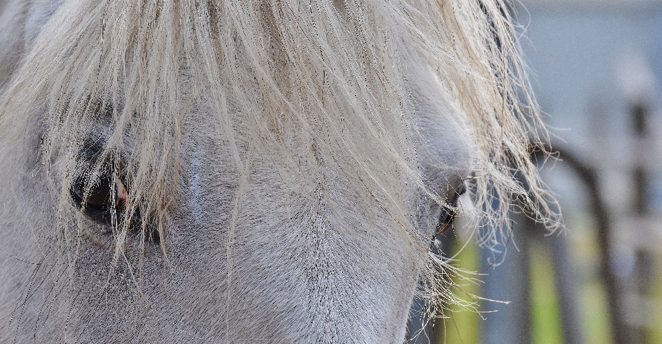 Nature herbe animal cheval