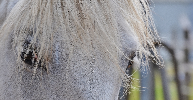 Nature grass animal horse Photo