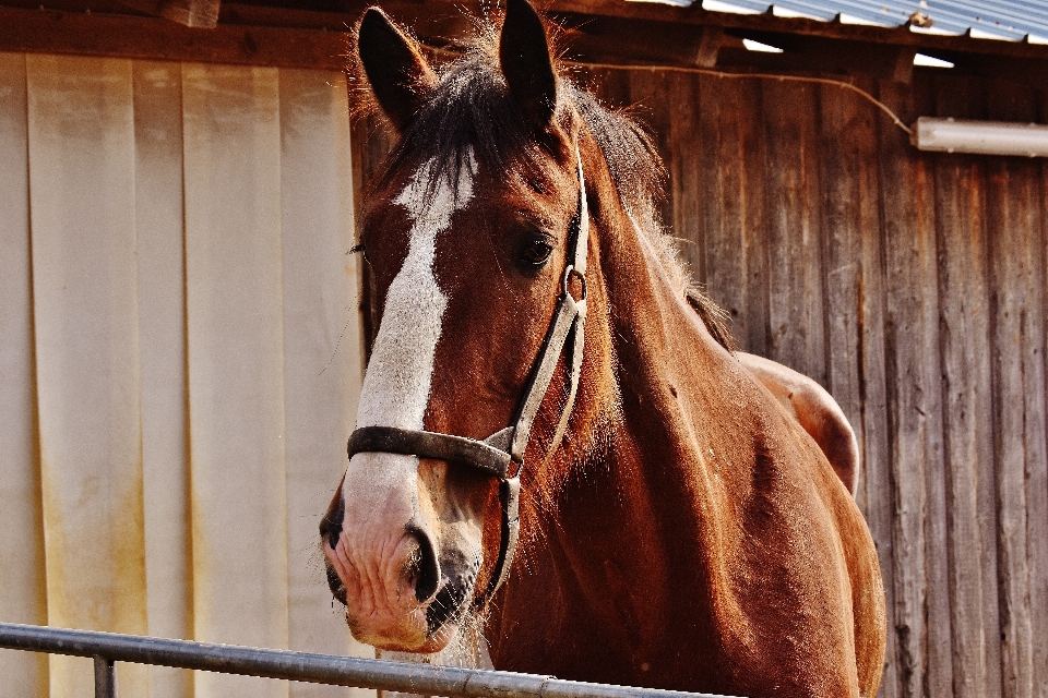 Meadow animal horse rein