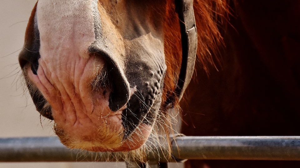 Cavalo mamífero garanhão juba
