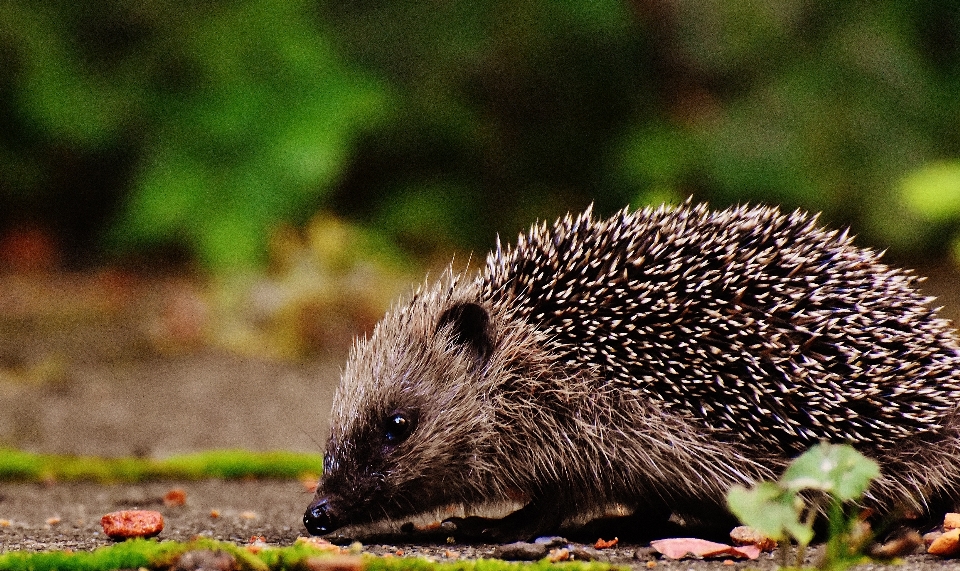 Nature épineux
 animal mignon