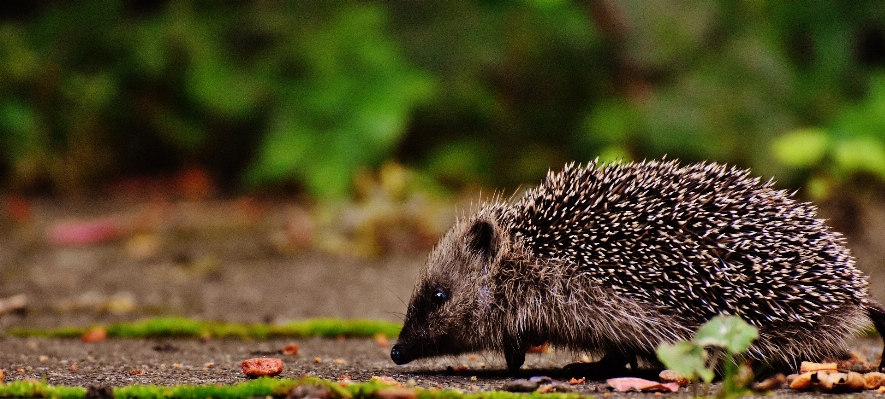 Nature grass prickly animal Photo