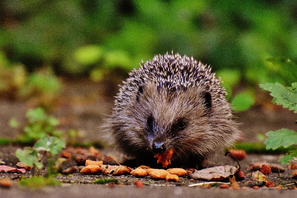 自然 とげのある
 動物 かわいい